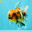 A Grade Calico Oranda Male 6.5-7 inches #082126OR_14