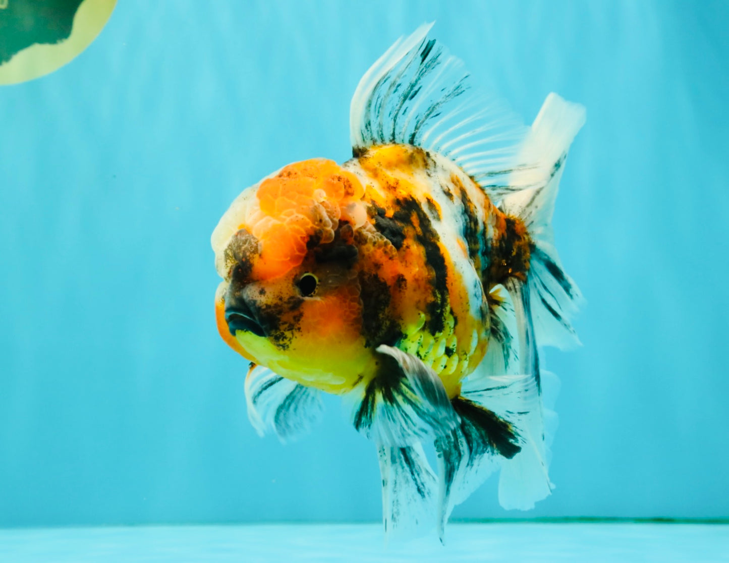 A Grade Calico Oranda Male 6.5-7 inches #082126OR_14