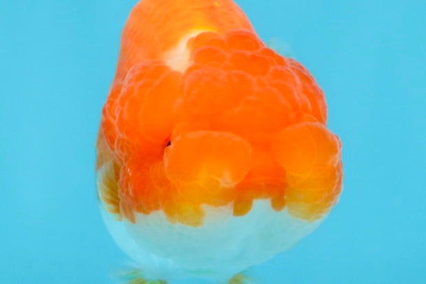 CHUBBY AAA Grade Red Head LionQueen 4-4.5 inches #102425LC_11