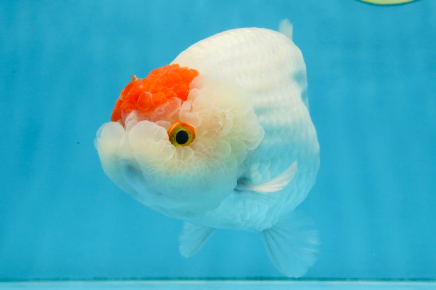 A Grade BEAUTY Red White Tancho LionQueen 6 inches #091925LC_26