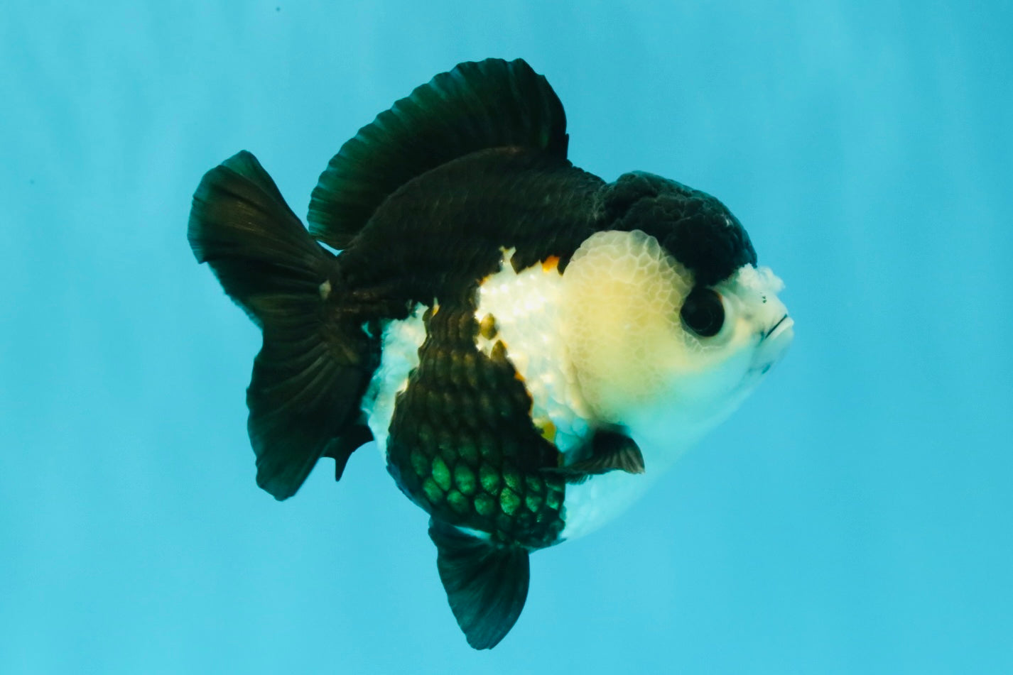 ADORABLE Pom Pom Panda Yuanbao Female 4 inches #031326YB_14