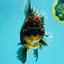 GIANT AAA Grade Red Head Kirin Oranda Male 7-7.5  inches #070326OR_05