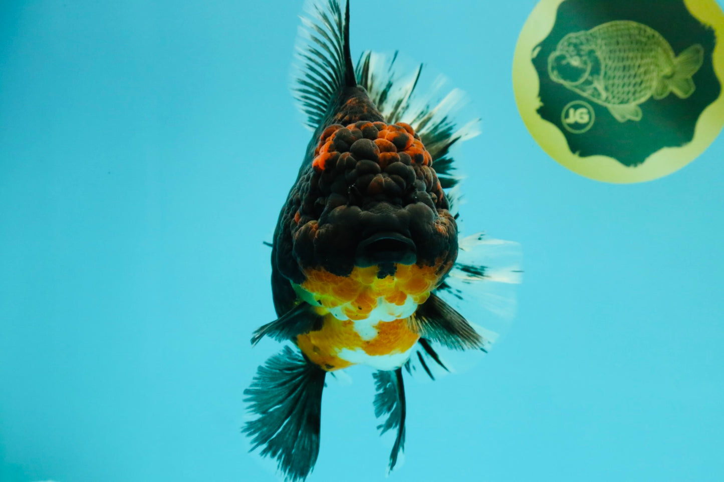 GIANT AAA Grade Red Head Kirin Oranda Male 7-7.5  inches #070326OR_05