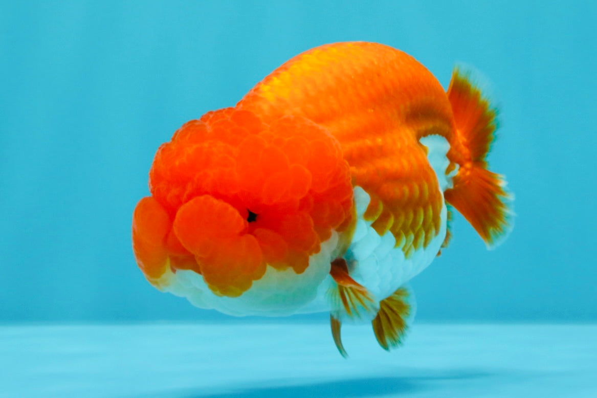 A Grade Dragon Head Red White LionQueen 4 inches #022726LC_26