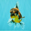 AAA Grade Calico Oranda Male 5 inches #070626OR_06