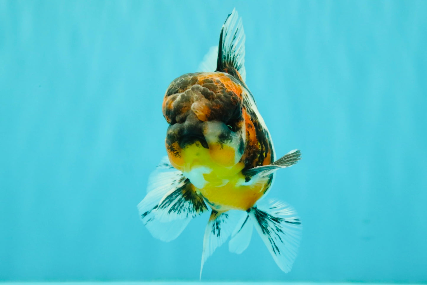 AAA Grade Calico Oranda Male 5 inches #070626OR_06