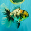 AAA Grade Long Tail White Marble Oranda Male 6.5-7 inches #062626OR_29