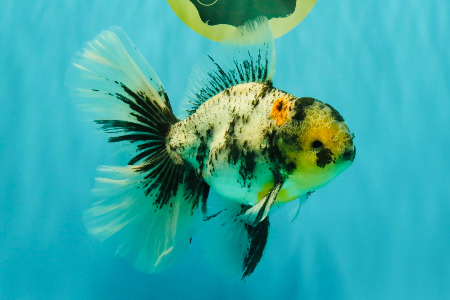 AAA Grade Long Tail White Marble Oranda Male 6.5-7 inches #062626OR_29