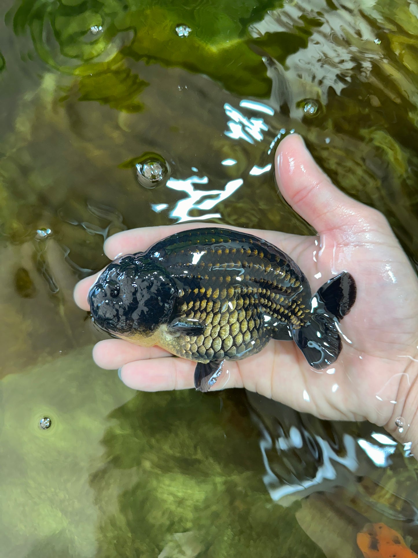 AAA Grade Godzilla Black LionKing 4.5-5 inches #053025LC_09