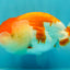FLUFFY WEN A Grade Red White LionQueen Female 5 inches #051526LC_14