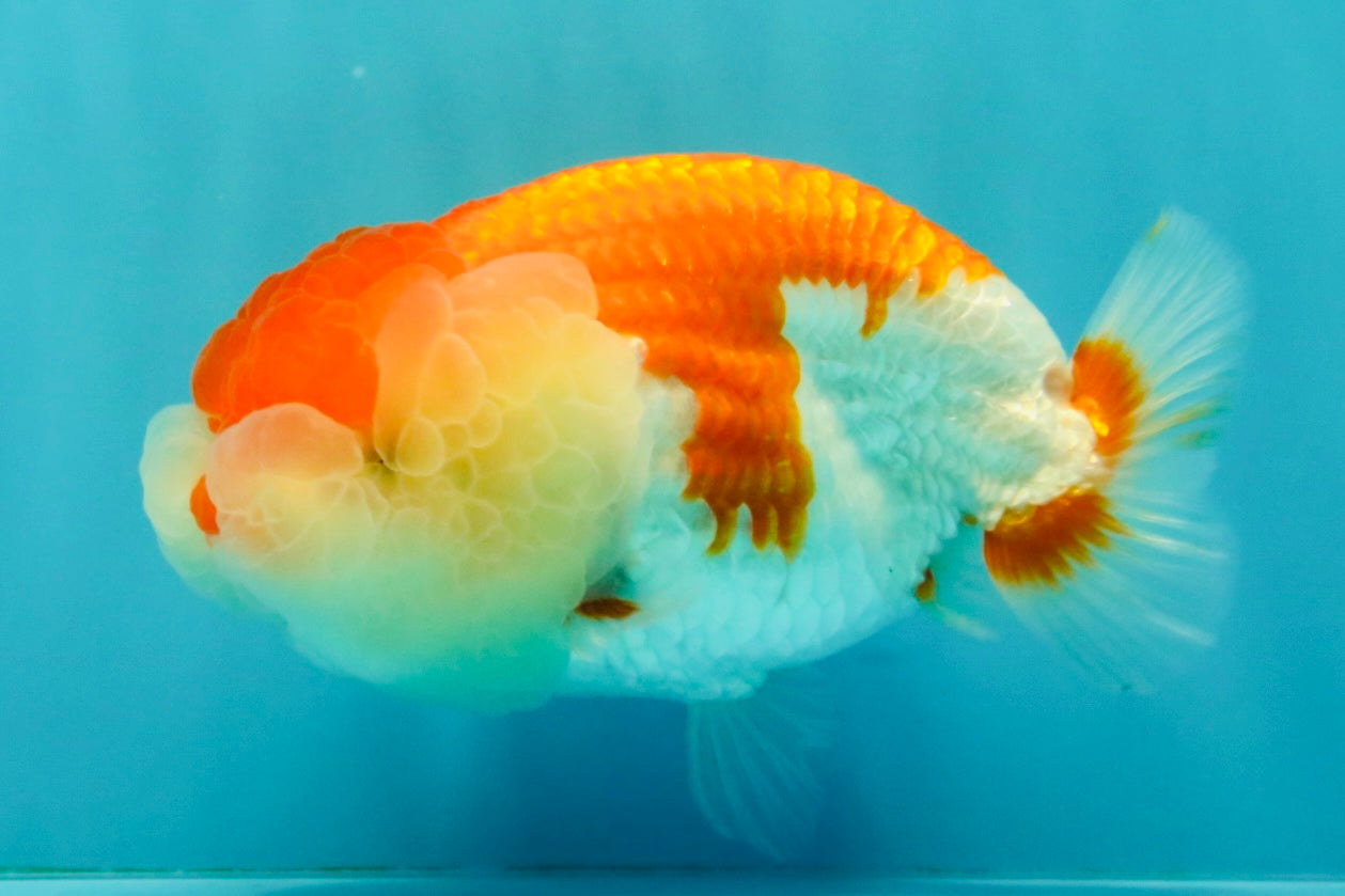 FLUFFY WEN A Grade Red White LionQueen Female 5 inches #051526LC_14
