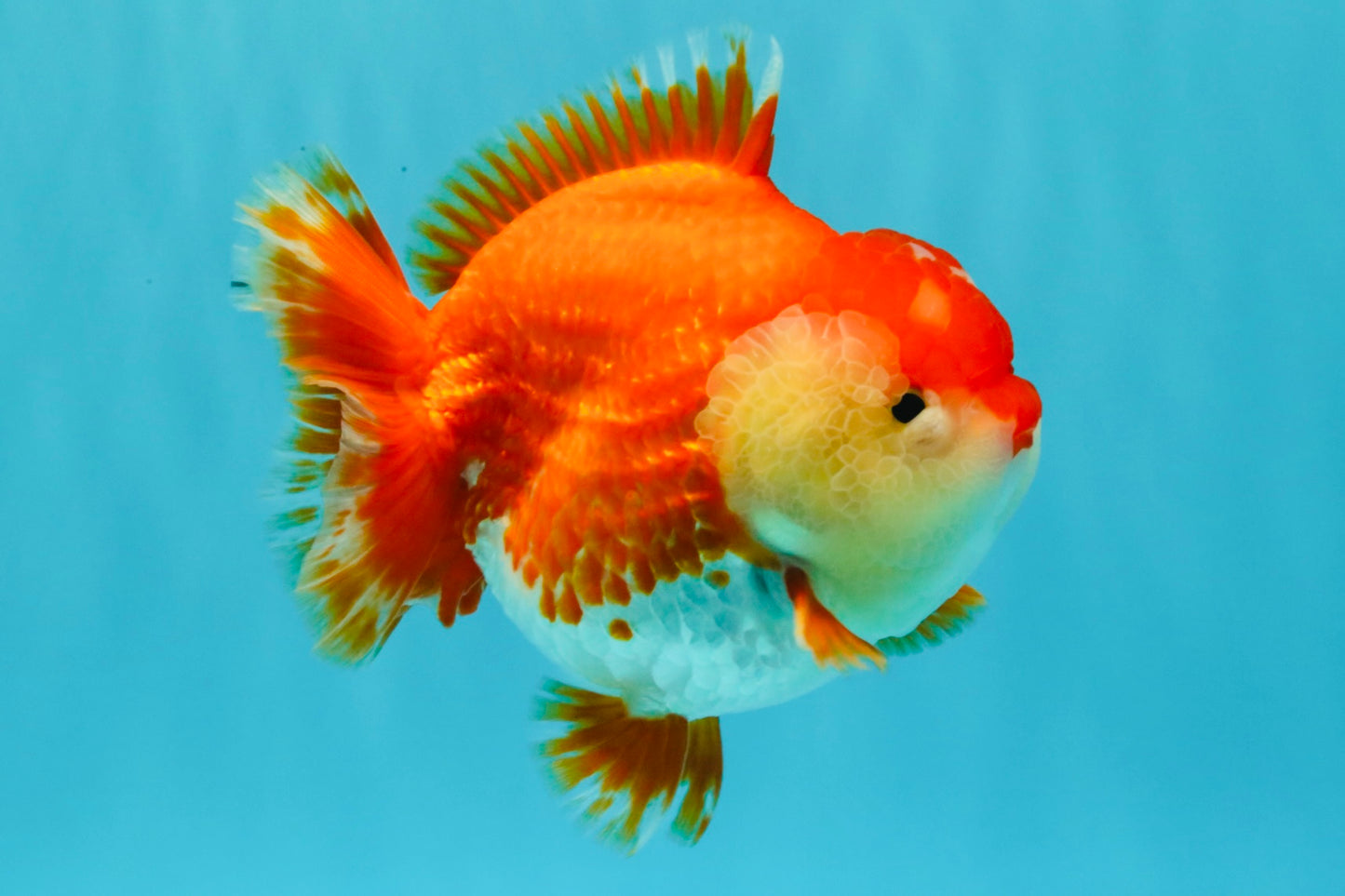 AAA Grade Godzilla Red White Yuanbao Female 5-5.5 inches #030626YB_12