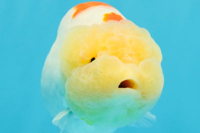 A Grade Red White LionQueen 5 inches #041026LC_14