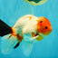 A Grade Diamond Scale Sakura Oranda Male 6.5 inches #072426OR_19