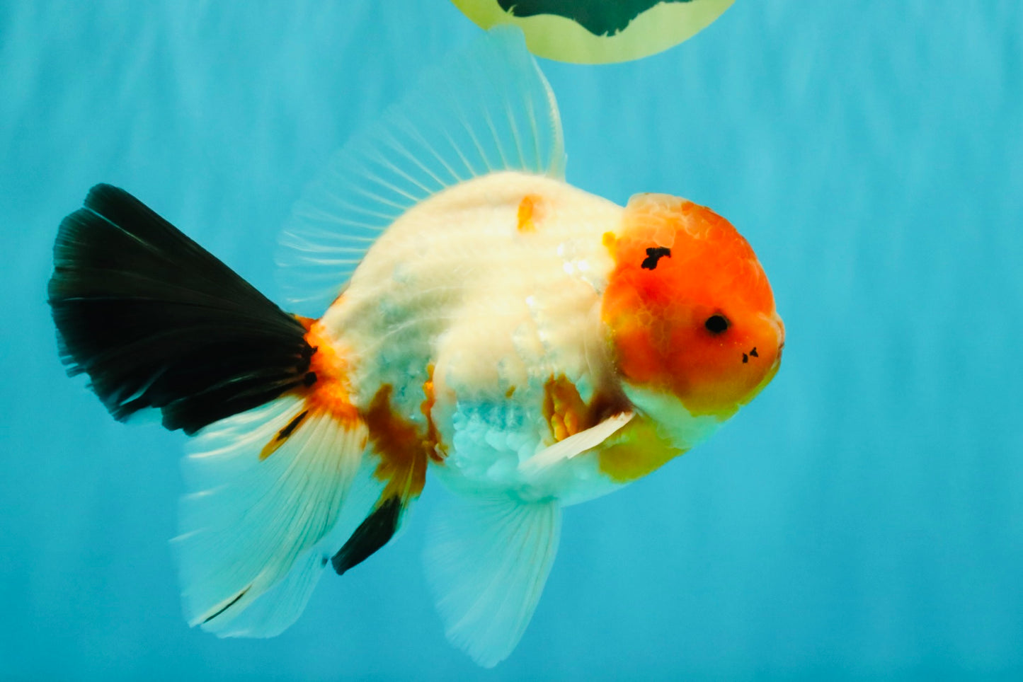 A Grade Diamond Scale Sakura Oranda Male 6.5 inches #072426OR_19