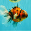 A Grade Beautiful Marble CalicoOranda Male 6-6.5 inches #061926OR_21