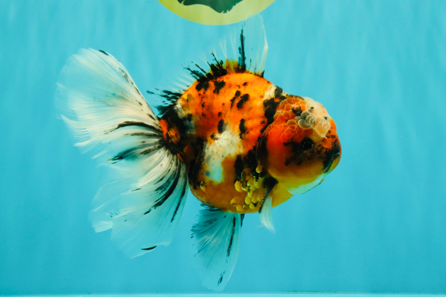 A Grade Beautiful Marble CalicoOranda Male 6-6.5 inches #061926OR_21