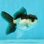 Panda Oranda Male 3.5 inches #1004OR_31