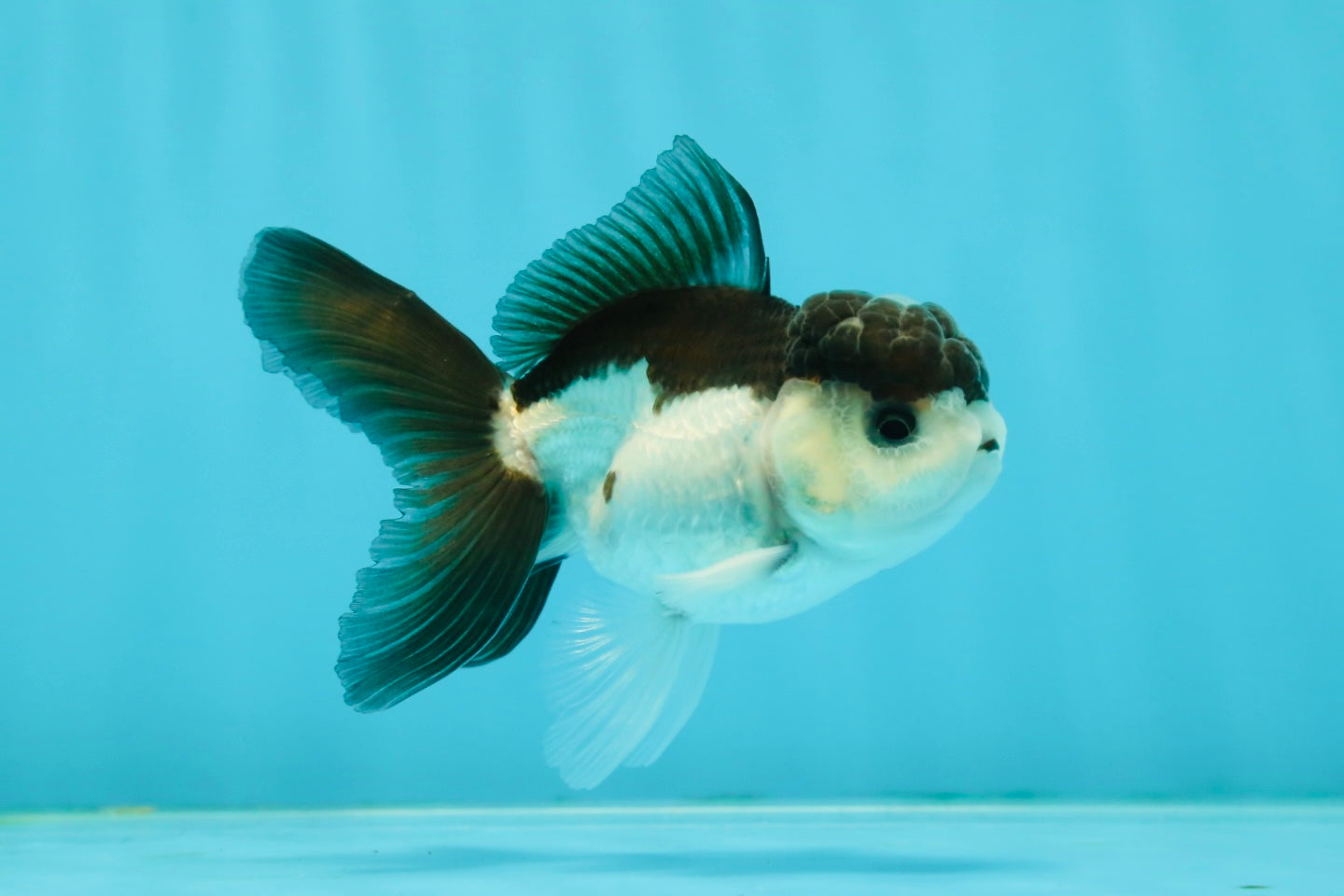 Panda Oranda Male 3.5 inches #1004OR_31