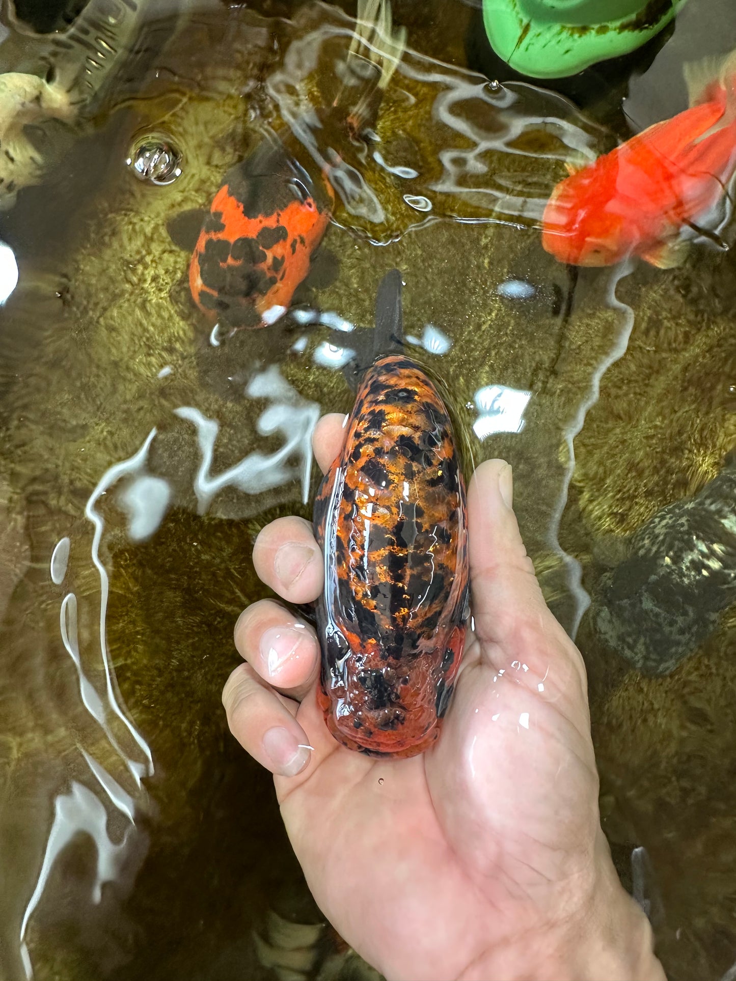 AAA Grade Tiger LionKing 5 inches #081525LC_02