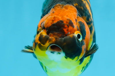 Tiger Chinese Ranchu Female 4.5-5 inches #101025RC_13