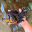 A Grade Kirin Oranda Female 7 inches #071726OR_05