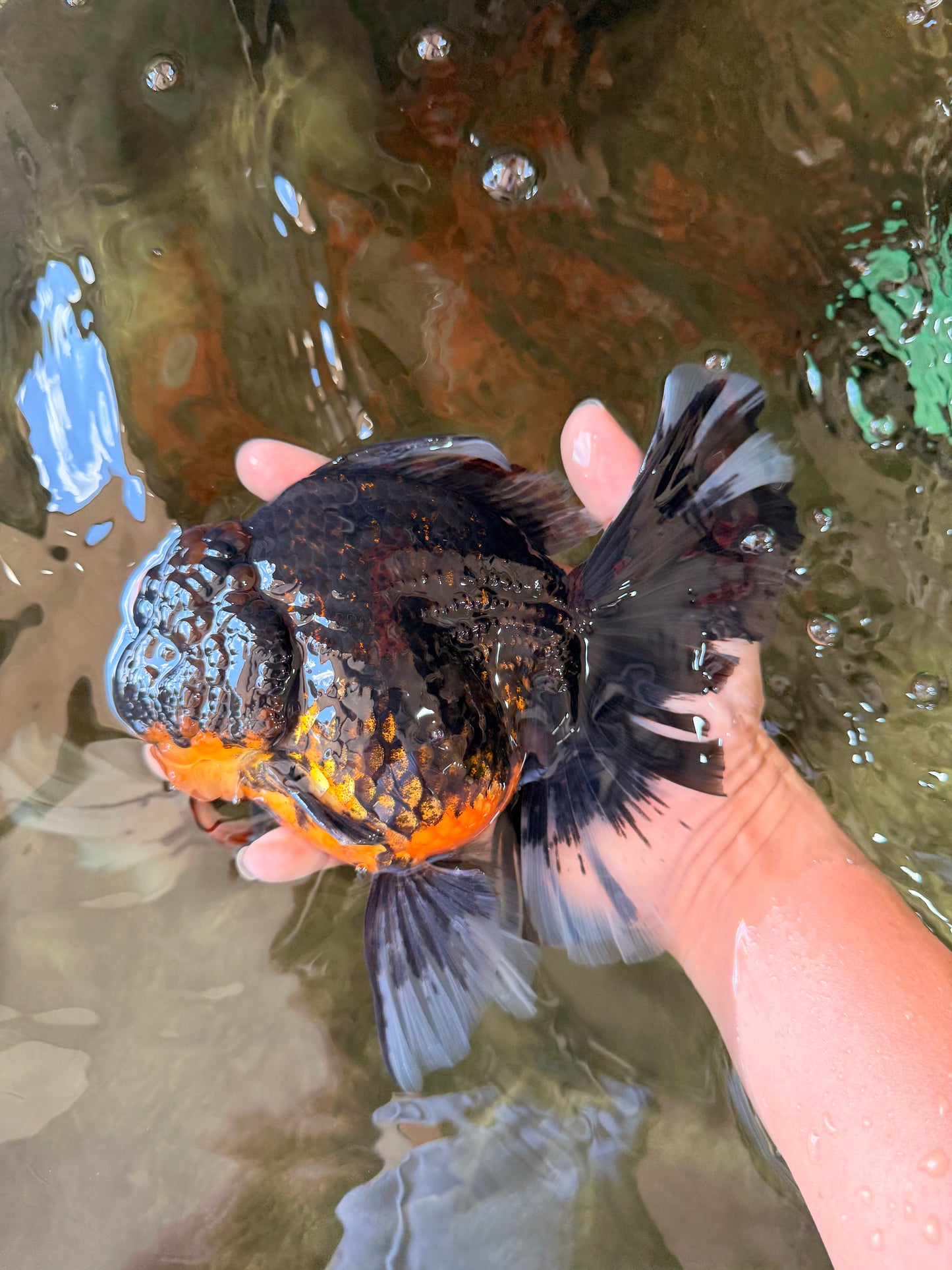 A Grade Kirin Oranda Female 7 inches #071726OR_05
