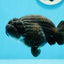 AAA Grade Chubby Black LionKing 4-4.5 inches #0510LC_28