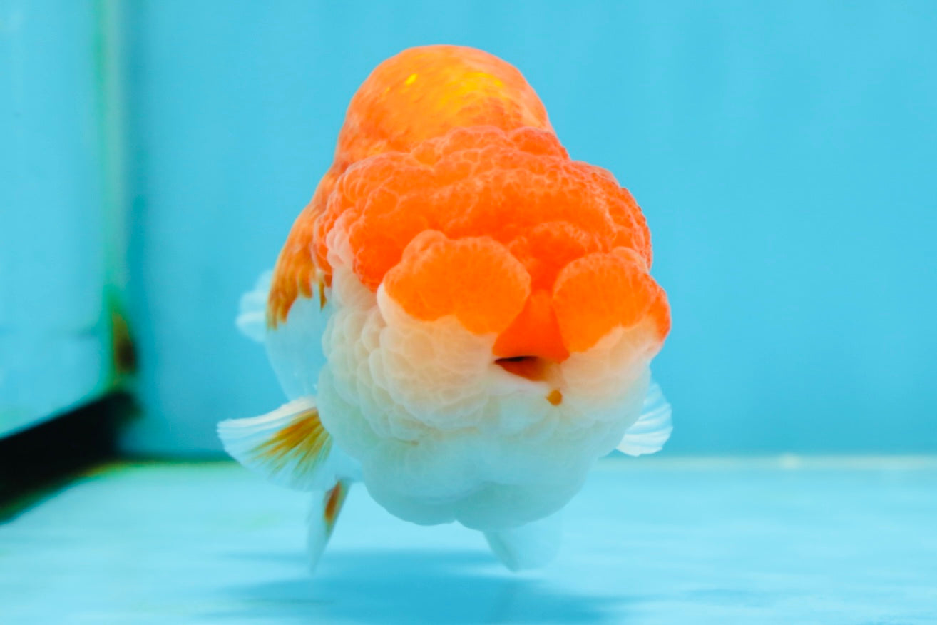 AAA Grade TOP Red White LionKing 4.5 inches #051625LC_37