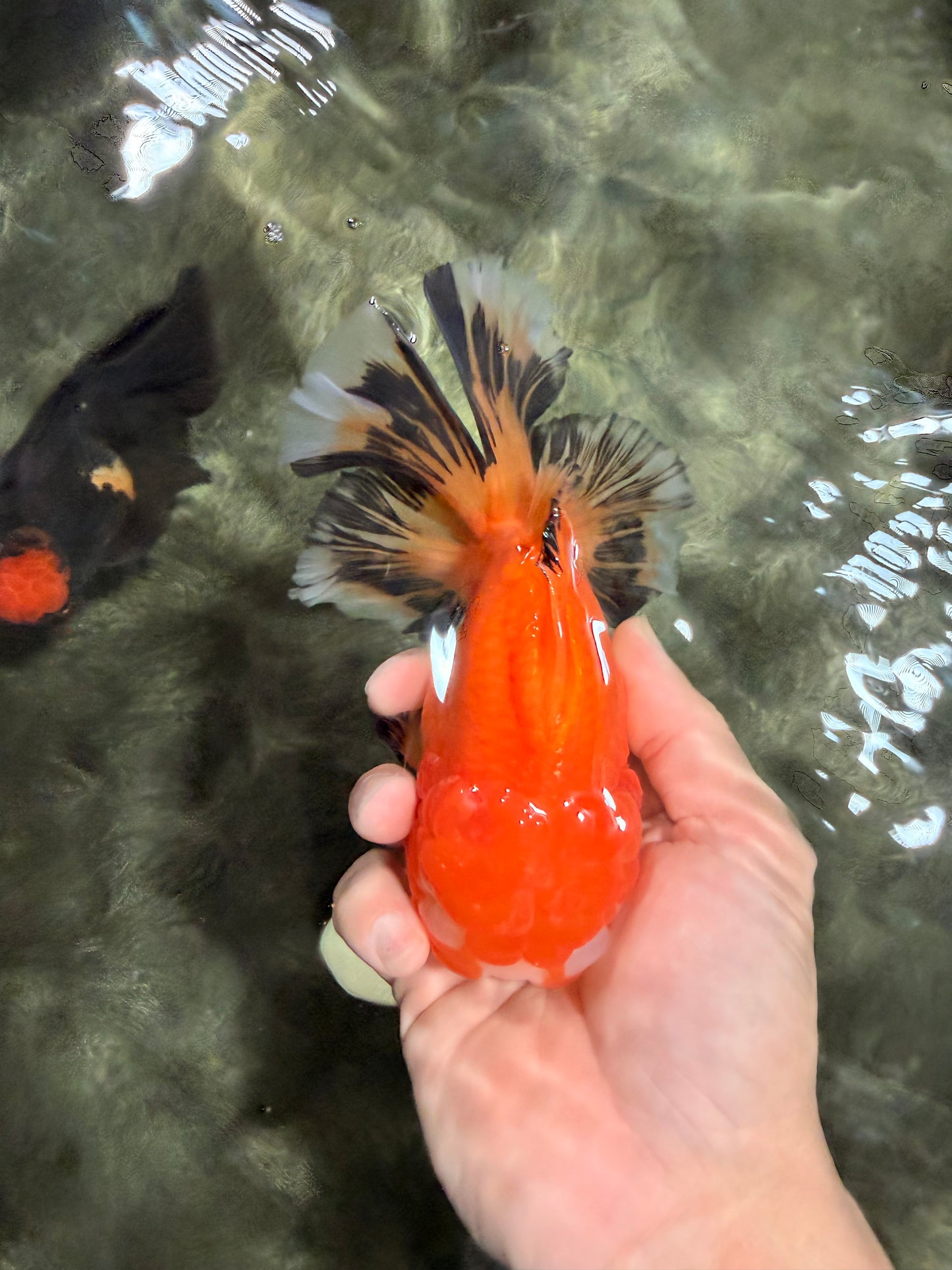 CHUNKY A Grade Red White Oranda Male 5.5-6 inches #042426OR_08