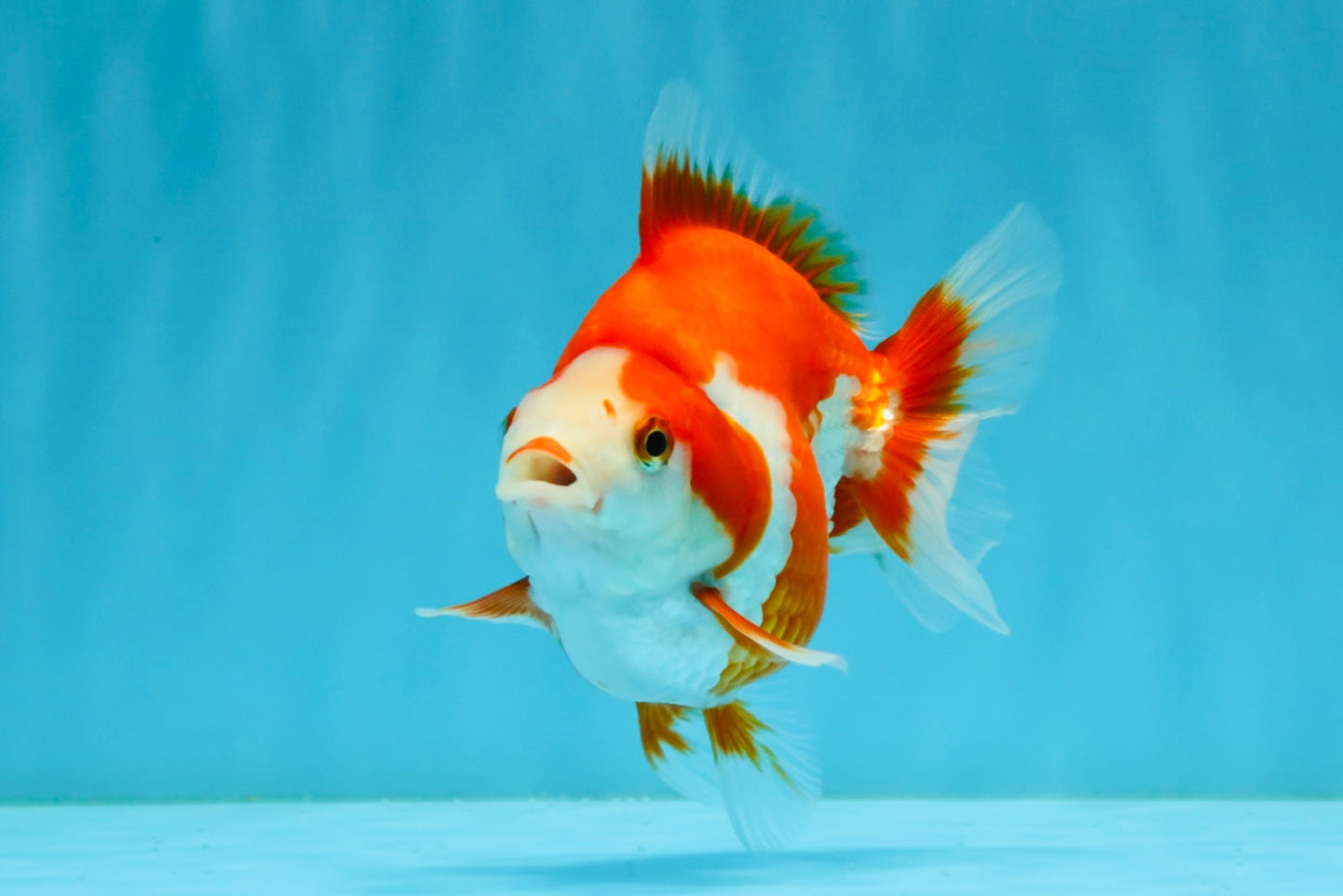 A Grade Red White Ryukin Female 4-4.5 inches #032726RK_24