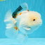 MARSHMALLOW Red White Oranda Male 5.5 inches #040326OR_16