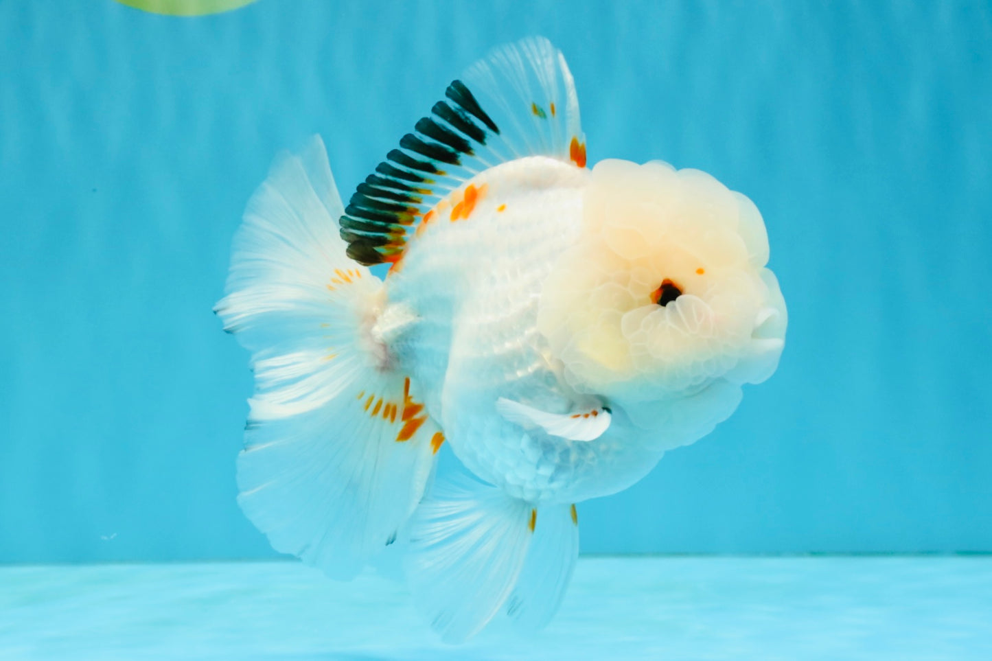 MARSHMALLOW Red White Oranda Male 5.5 inches #040326OR_16