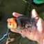 AAA Grade Pom-poms Tricolor Oranda Male 5.5 inches #102524OR_09