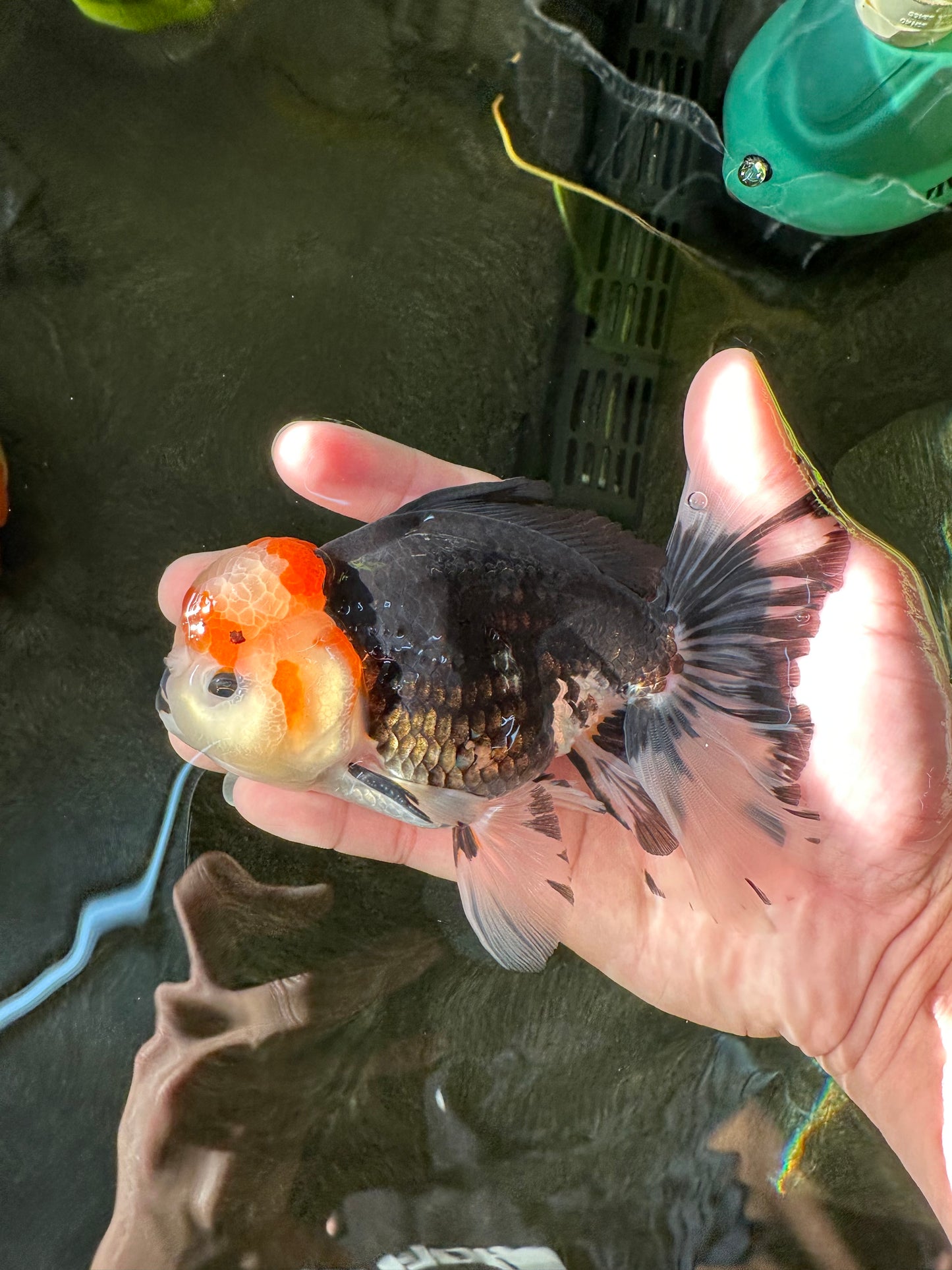 AAA Grade Pom-poms Tricolor Oranda Male 5.5 inches #102524OR_09