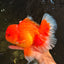 TOMATO AAA Grade Broadtail Red White Oranda Male 7.5-8 inches #071026OR_03