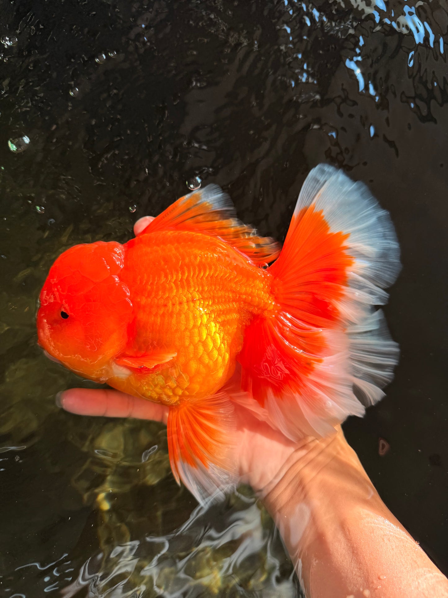 TOMATO AAA Grade Broadtail Red White Oranda Male 7.5-8 inches #071026OR_03