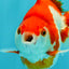 A Grade Red White Ryukin Female 4 inches #050126RK_04
