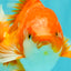 A Grade Red White Oranda Male 5.5-6 inches #070626OR_07