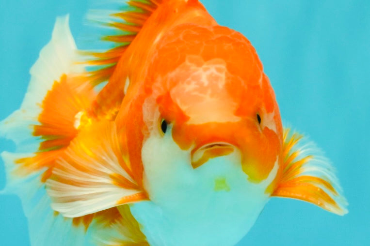 A Grade Red White Oranda Male 5.5-6 inches #070626OR_07