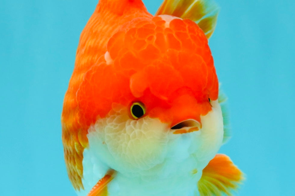 CHONKY AAA Grade Godzilla Red White Yuanbao Male 5.5-6 inches #031326YB_22