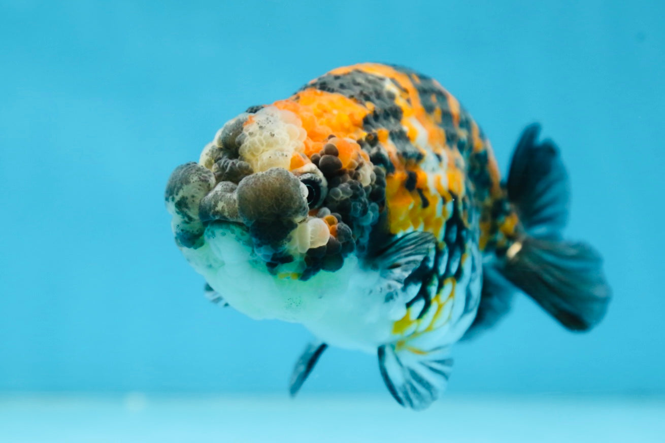 A Grade SUPER CUTE Tricolor Tiger LionQueen 5 inches #091225LC_07