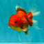Red Cherry Oranda Female 5 inches #061926OR_14