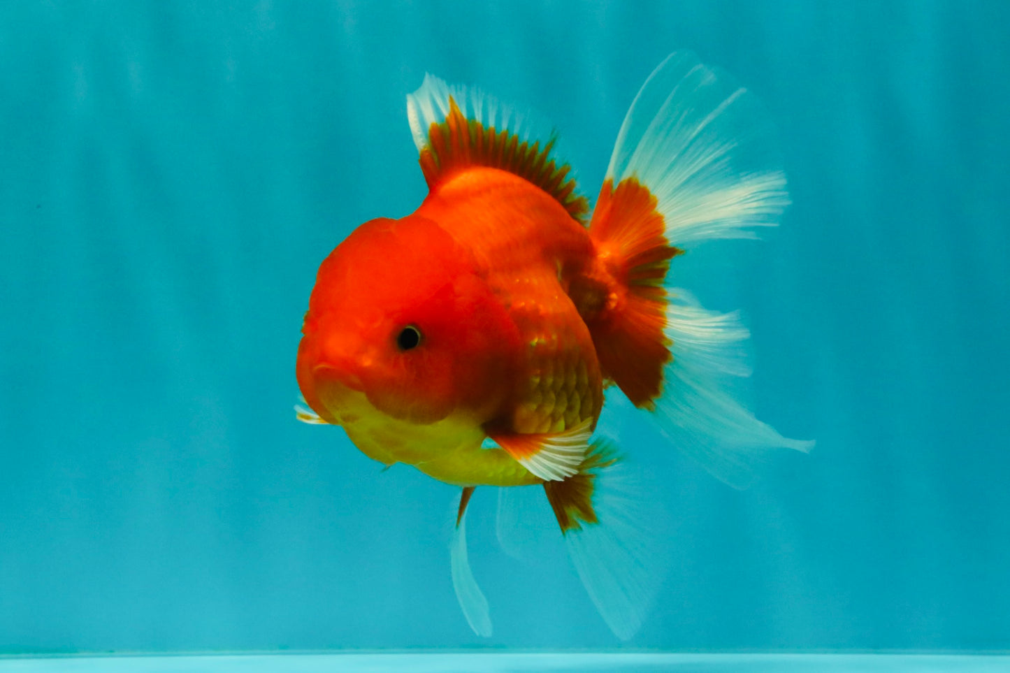 Red Cherry Oranda Female 5 inches #061926OR_14