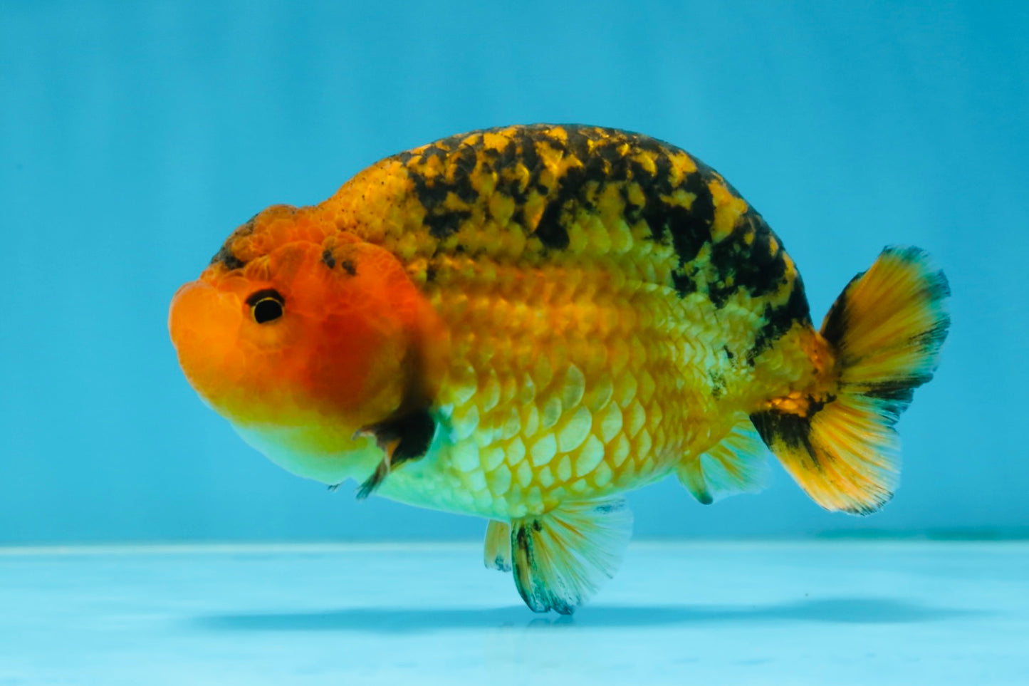 A Grade CHONKY Apache LionKing 4.5 inches #062025LC_06