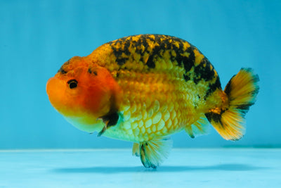 A Grade CHONKY Apache LionKing 4.5 inches #062025LC_06