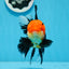 AAA Grade Tricolor Oranda Female 5 inches #0830OR_07