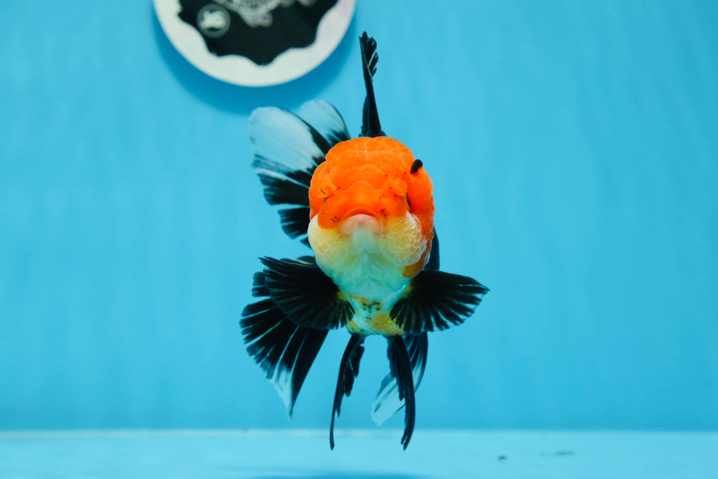 AAA Grade Tricolor Oranda Female 5 inches #0830OR_07