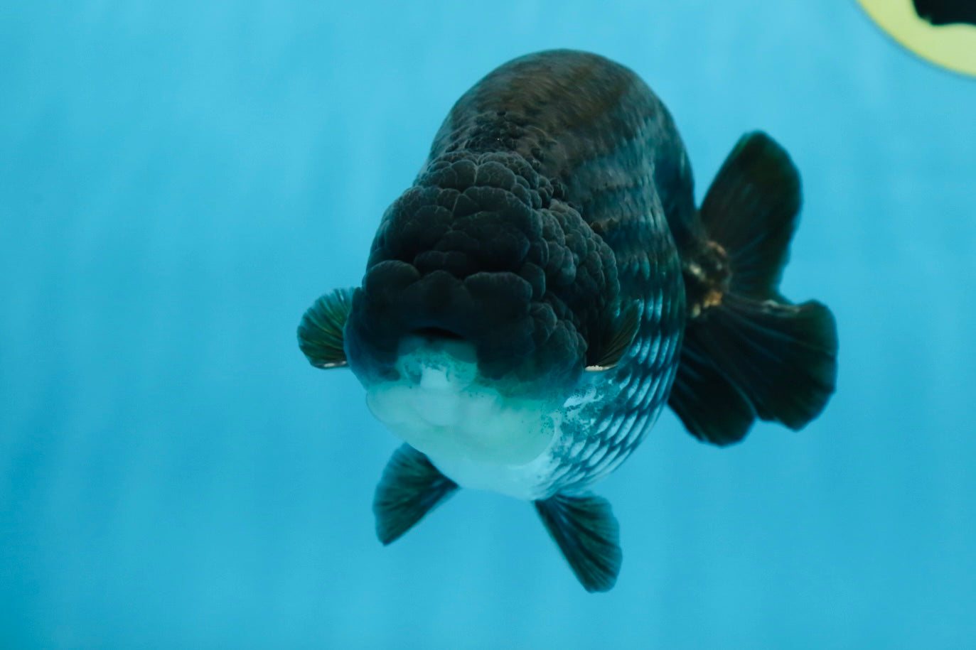 AAA Grade Black Blue LionKing 5.5 inches #082225LC_03