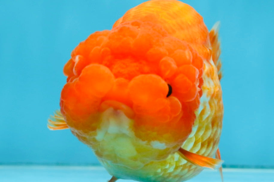 A Grade FLUFFY Red White LionQueen 5 inches #091925LC_24